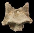 Mosasaur (Platecarpus) Dorsal Vertebra - Kansas #48770-2